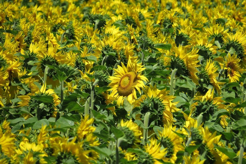 sunflower field, sunflowers, bright, beautiful flowers, flower, flower wallpaper, flower background, summer, yellow, nature