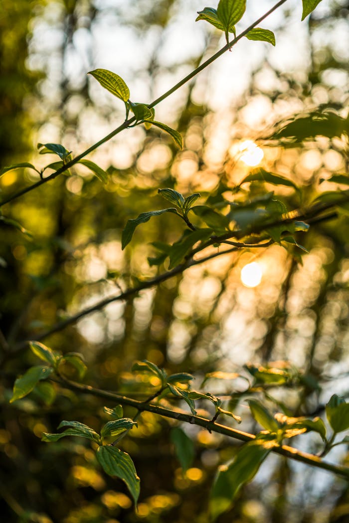 Close-up of green leaves in a forest with sunlit bokeh background, capturing a tranquil natural scene.