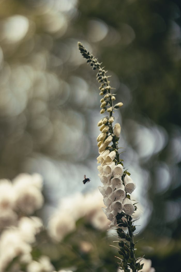 A detailed vertical close-up of a digitalis flower with a bee, against a bokeh garden background.