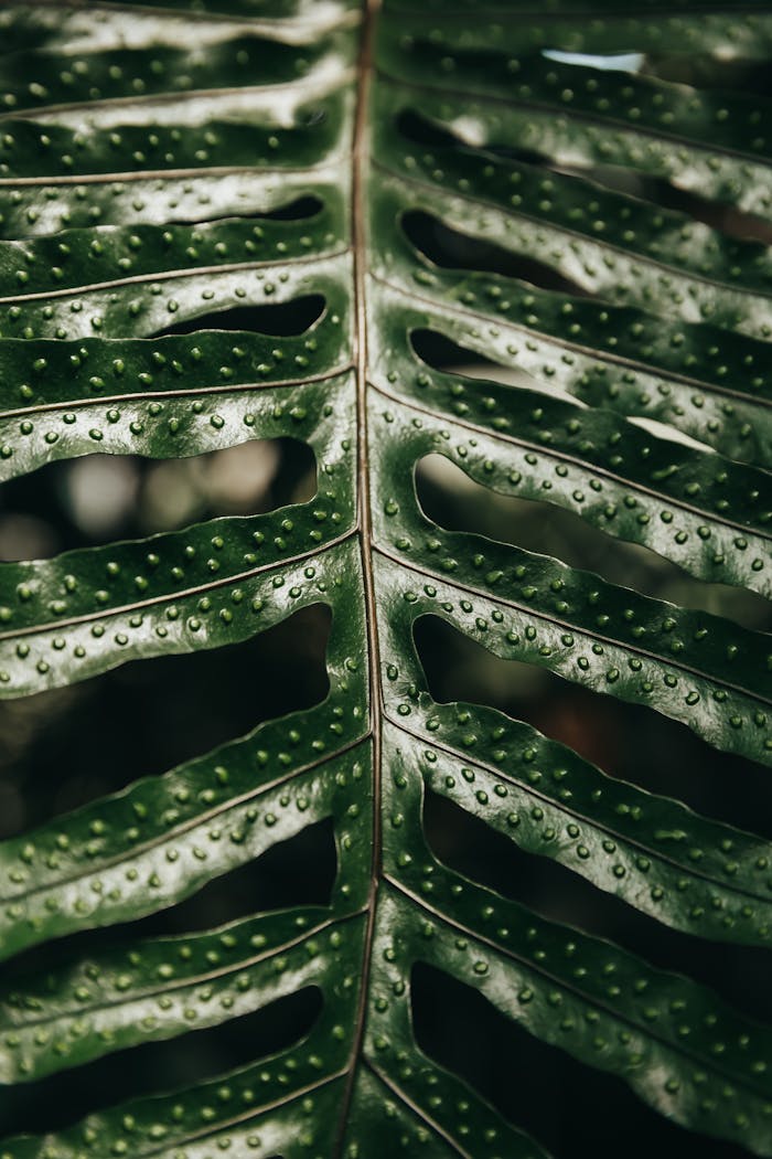 A detailed close-up of a green fern leaf with dew droplets highlighting its texture and pattern.