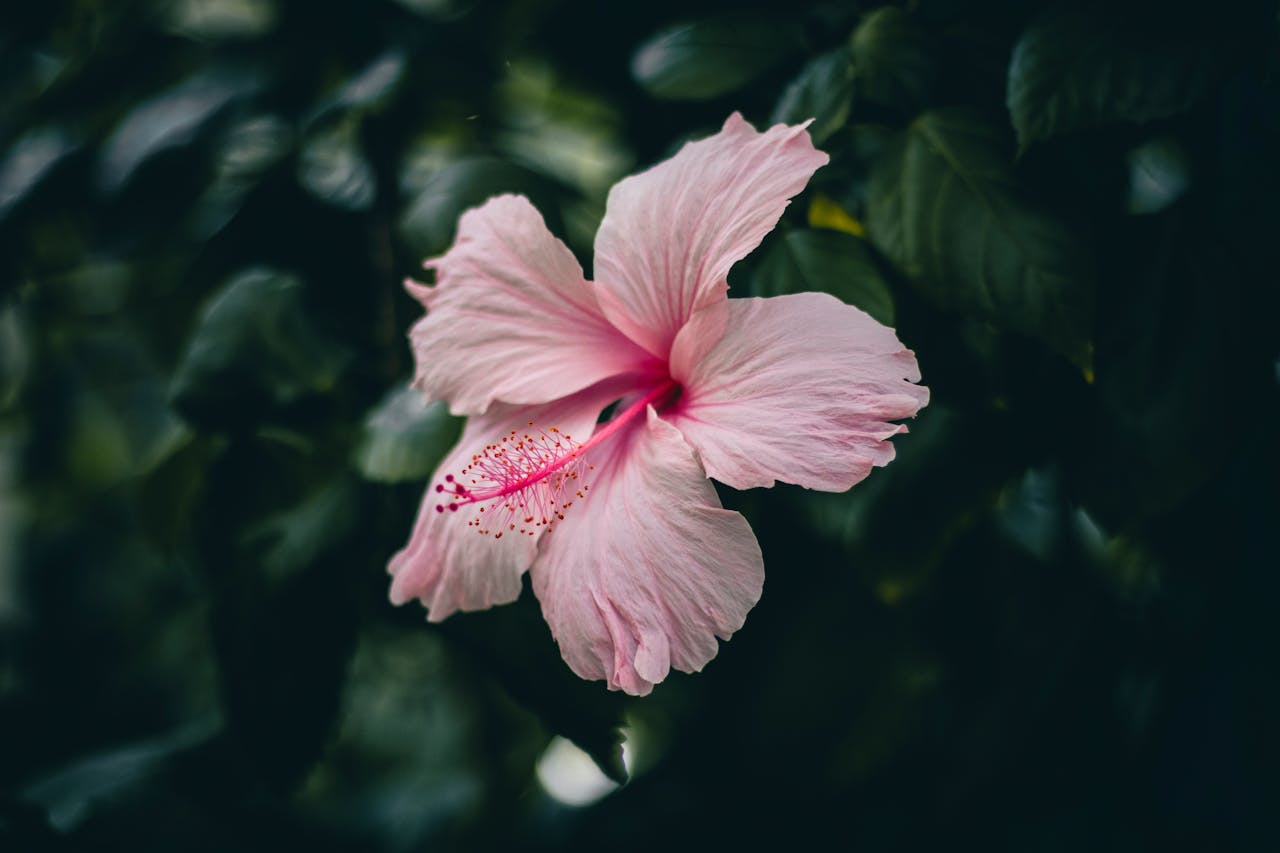 A delicate pink hibiscus in full bloom, symbolizing tropical elegance.