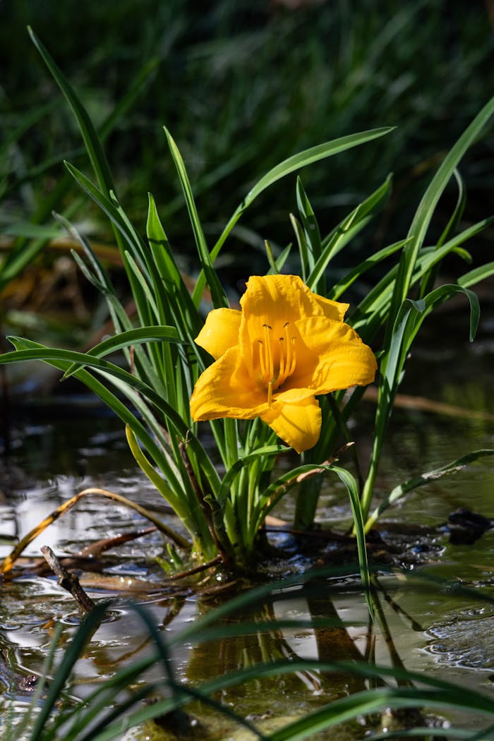 Bright yellow lily in a lush green wetland setting during summer, capturing nature's vibrant beauty.