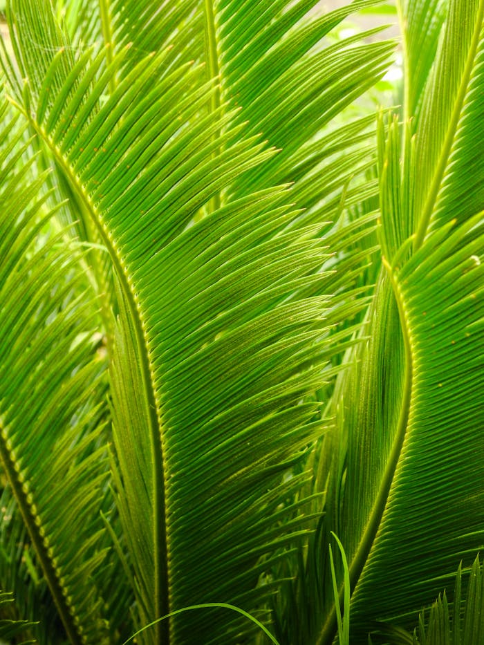 Close-up of lush green palm leaves showcasing nature's intricate beauty.