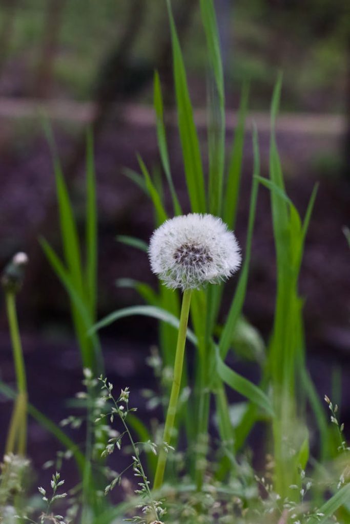 WHAT IS BOTANY Macro shot of a dandelion with seeds ready to disperse in a lush garden.