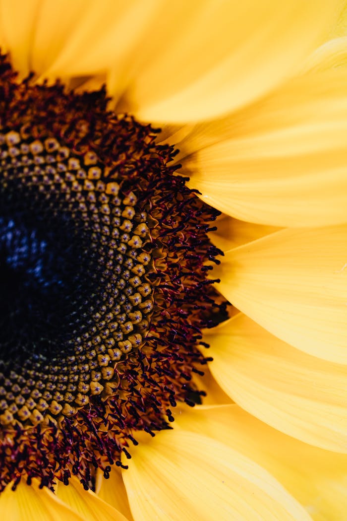 Detailed macro image of a sunflower, capturing vibrant yellow petals and intricate stamen details.